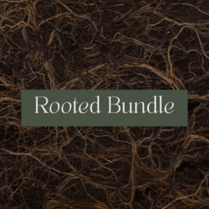 Rooted Bundle